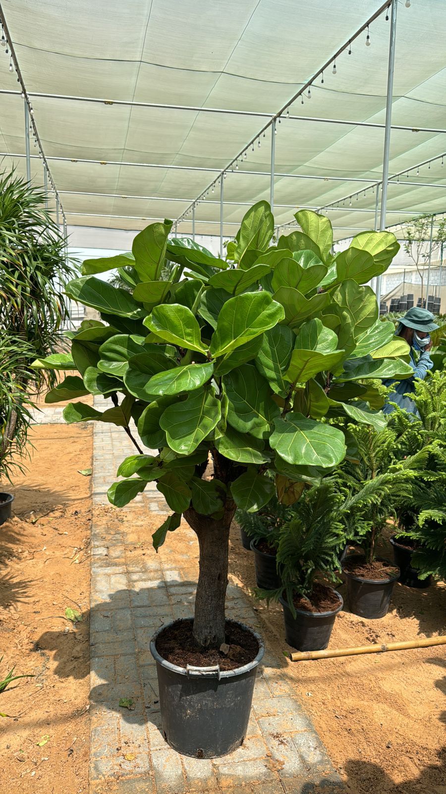 Fiddle Leaf - Thick Trunk