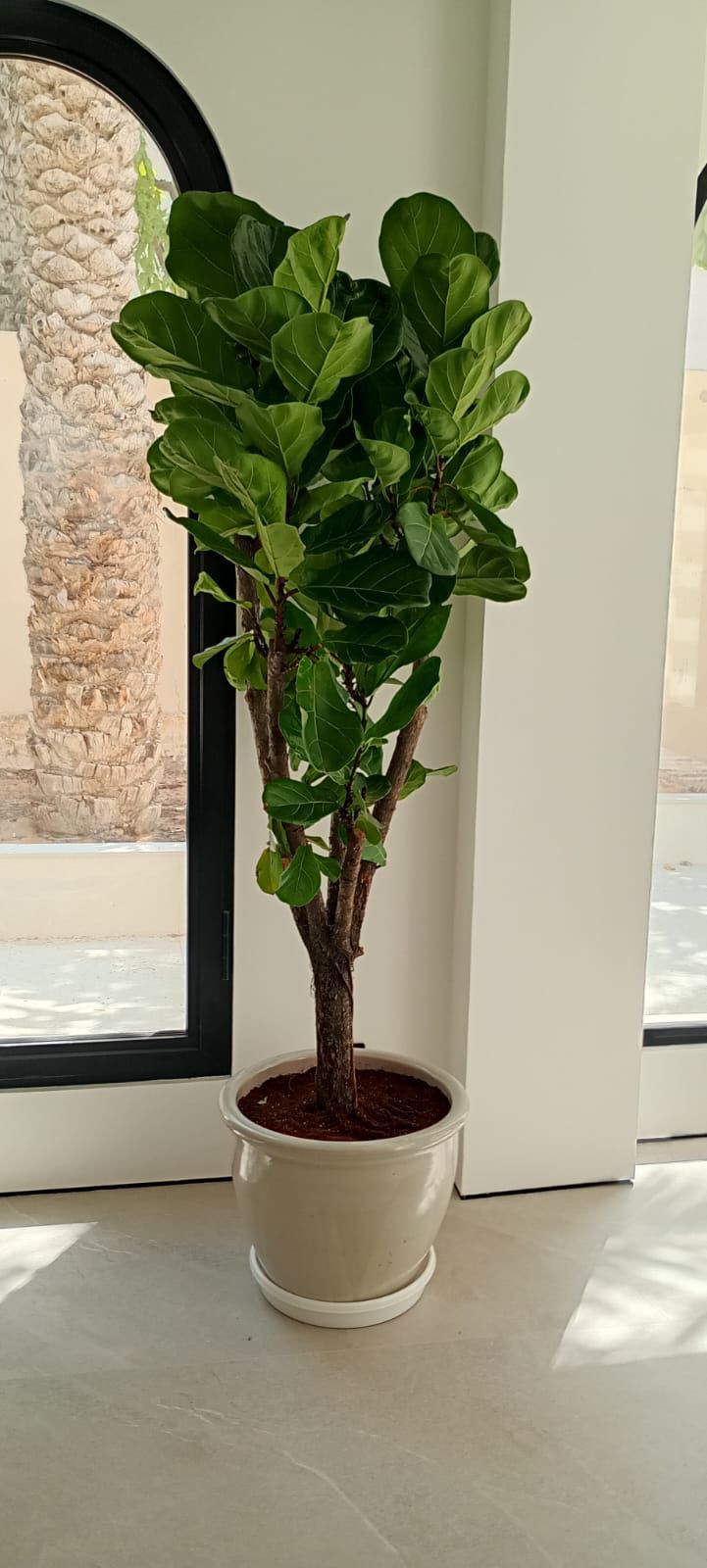 Thick Trunk Fiddle - Terracotta Pot