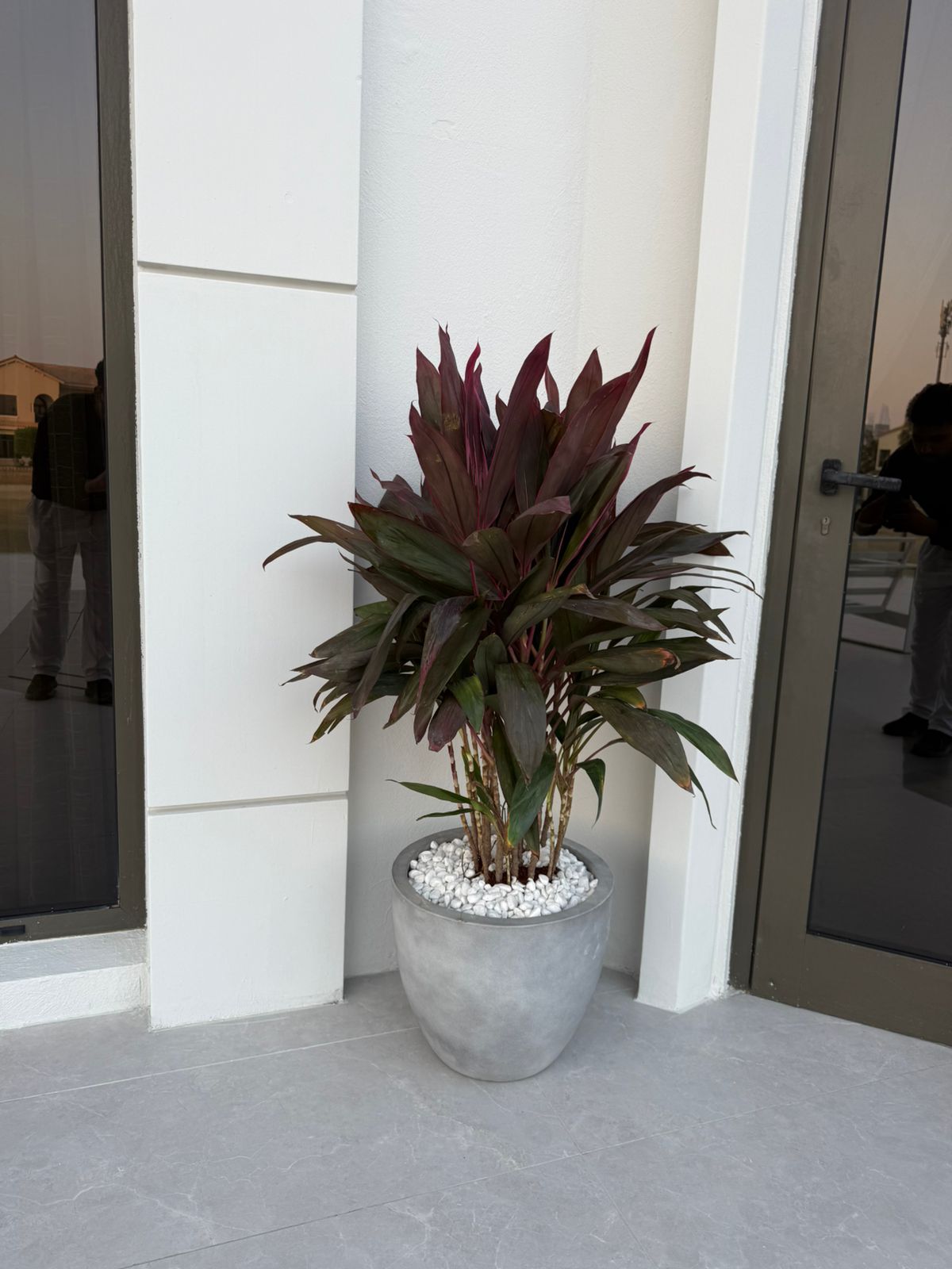 Cordyline Rumba - Stone Finish Pot