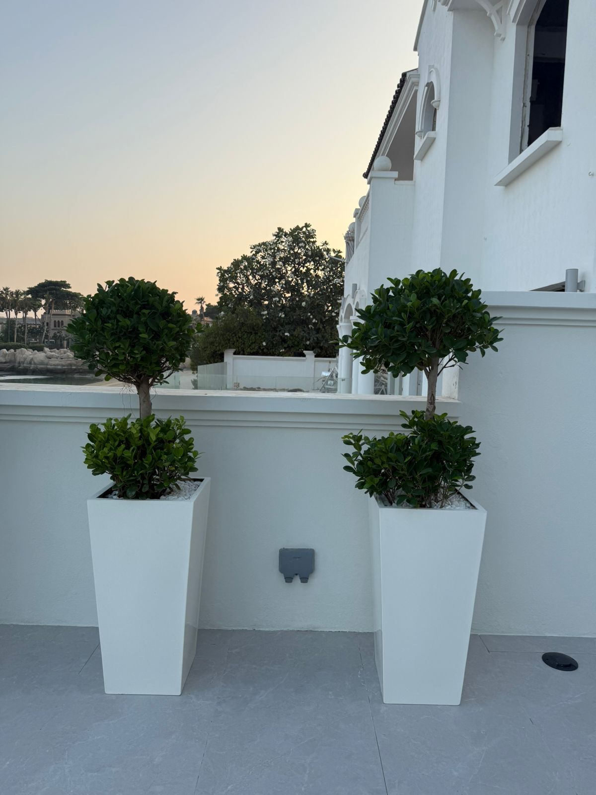 Double Head Ficus Each - Custom Made Pots
