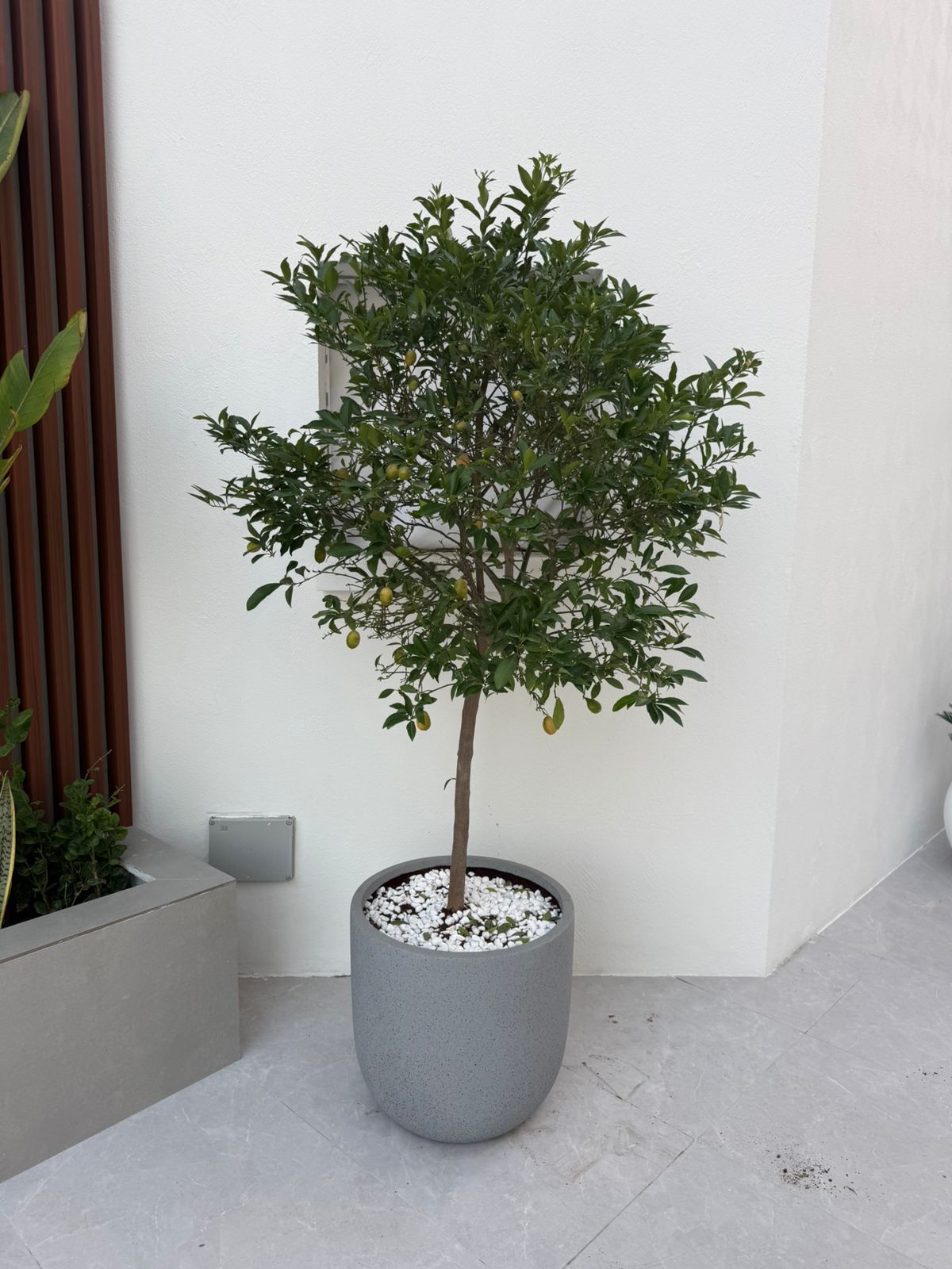 Large Lemon Tree - Fiber Pot