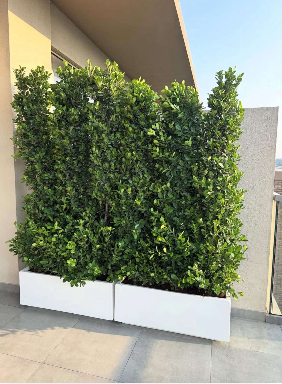 Extremely Bushy Privacy Arrangement Bundle