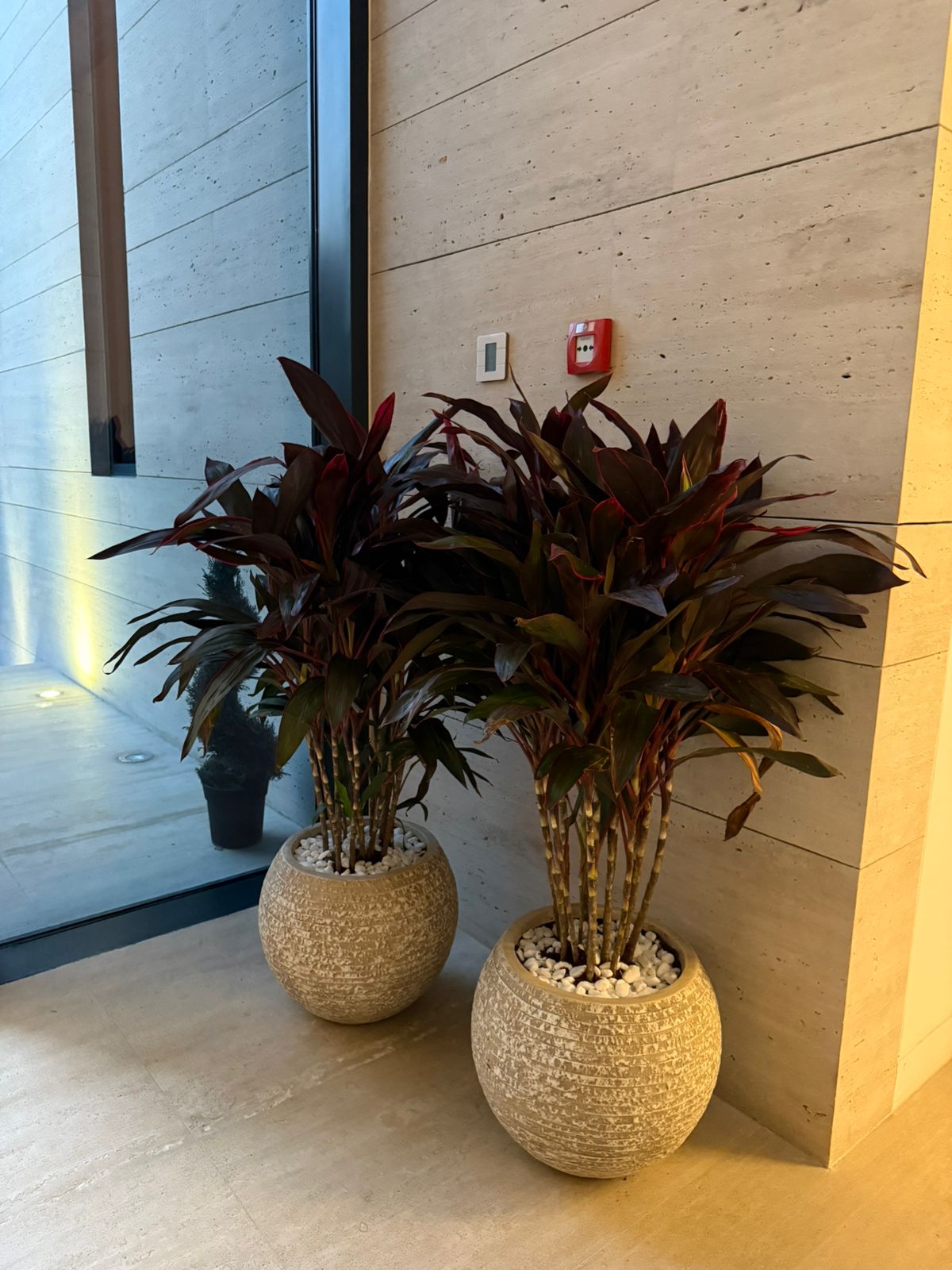 Cordyline Rumba Bundle - Round Fiber Pot