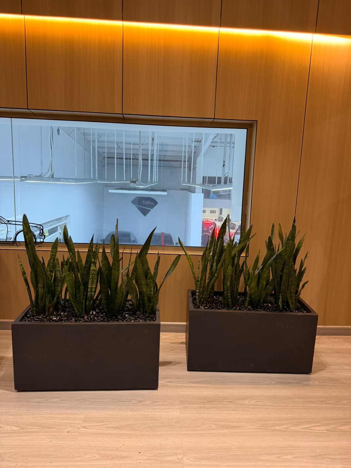 Snake Plant Arrangement - Fiber Rectangle