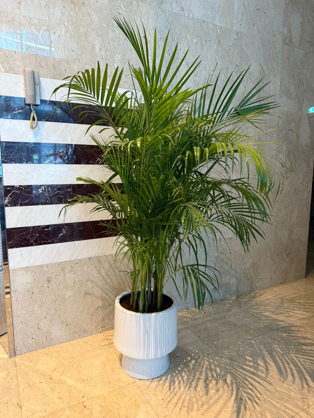Tropical Palm - Designer Pot