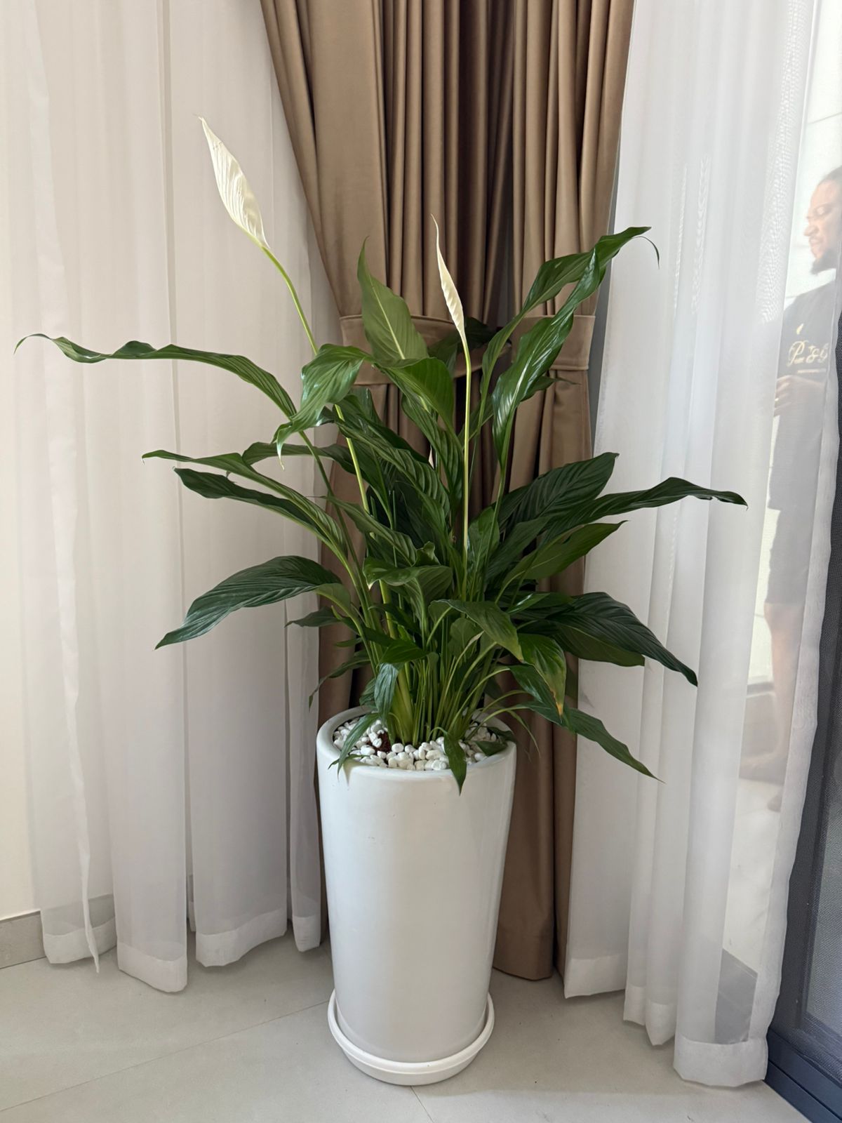 Peace Lily - Large Ceramic Pot