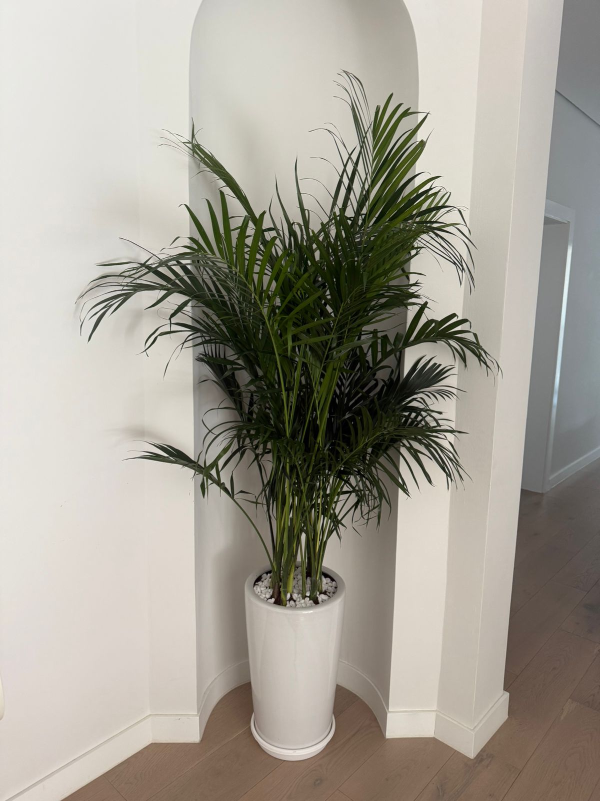 Green Areca Palm - Ceramic Pot