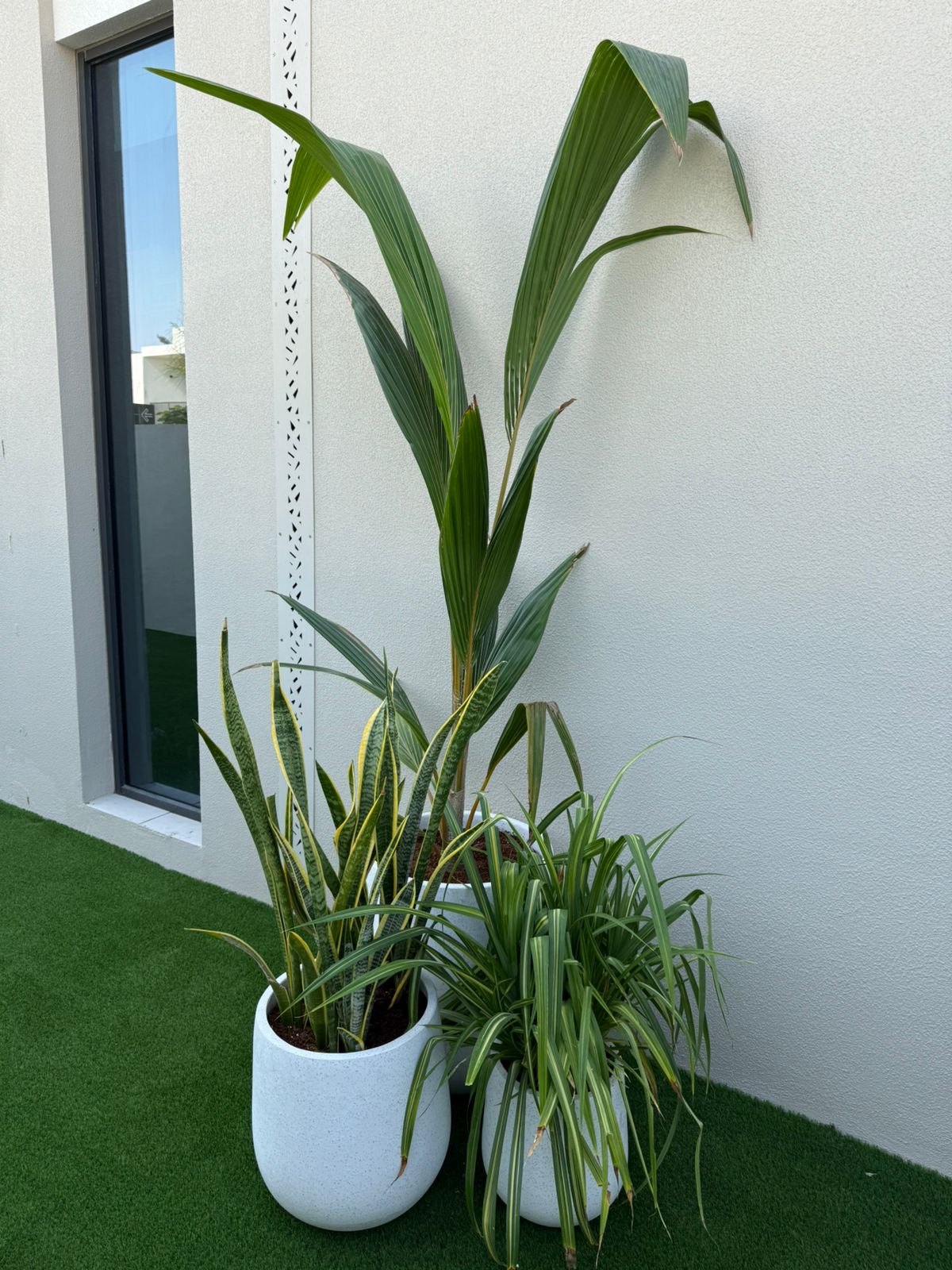 Outdoor Plant Bundle - Fiber Pot