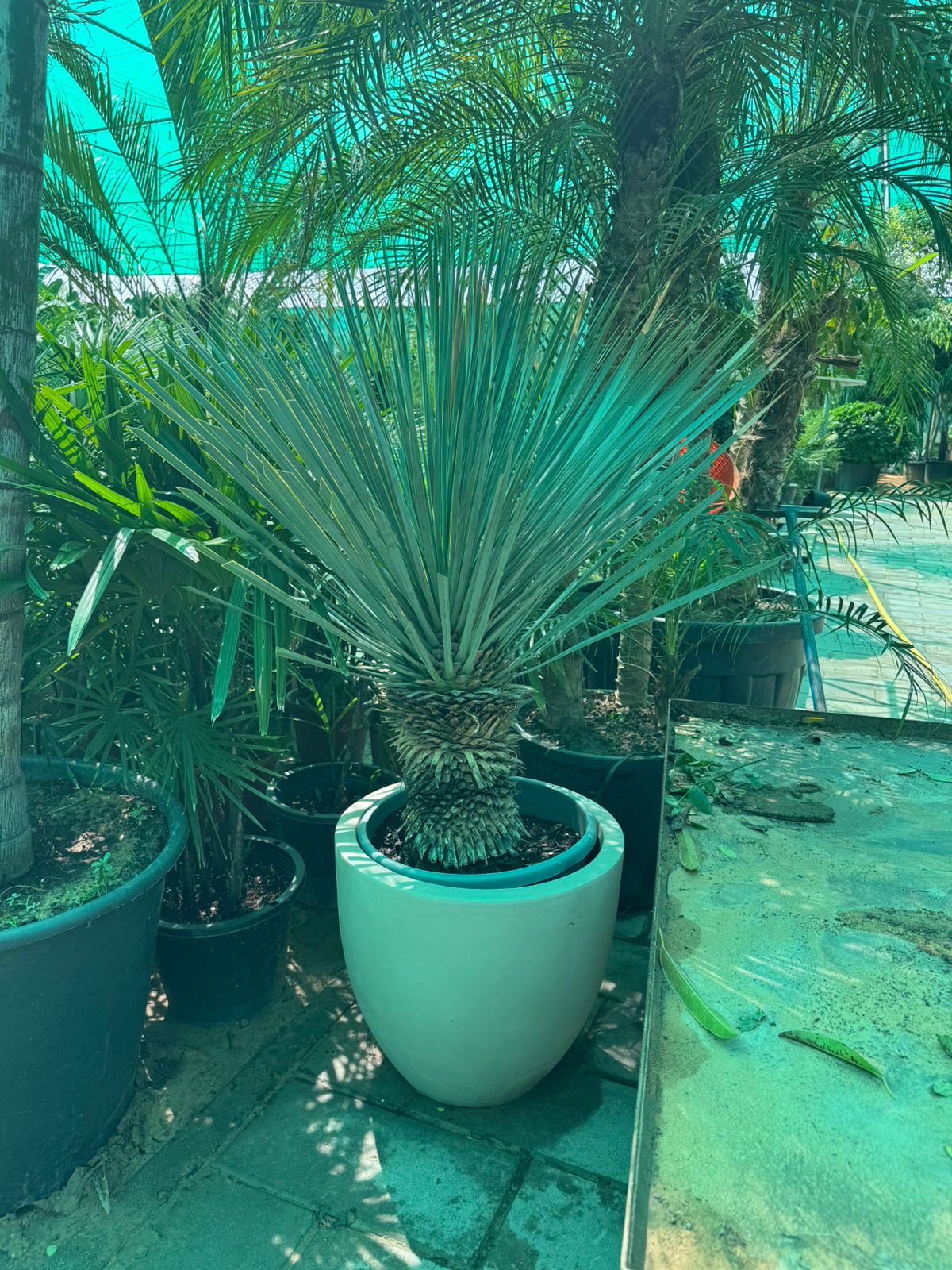 Yucca Tree - Fiber Pot