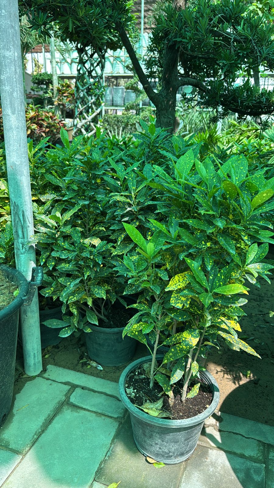 Croton Yellow - Nursery Pot