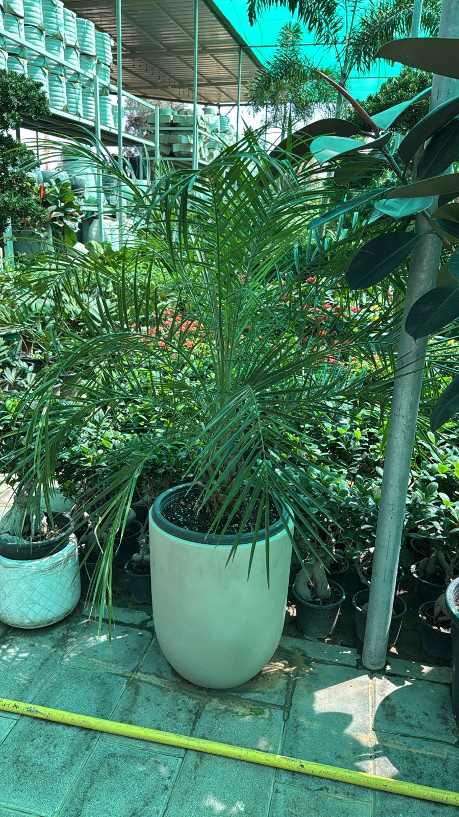 Phoenix Robelenii - Fiber Potted