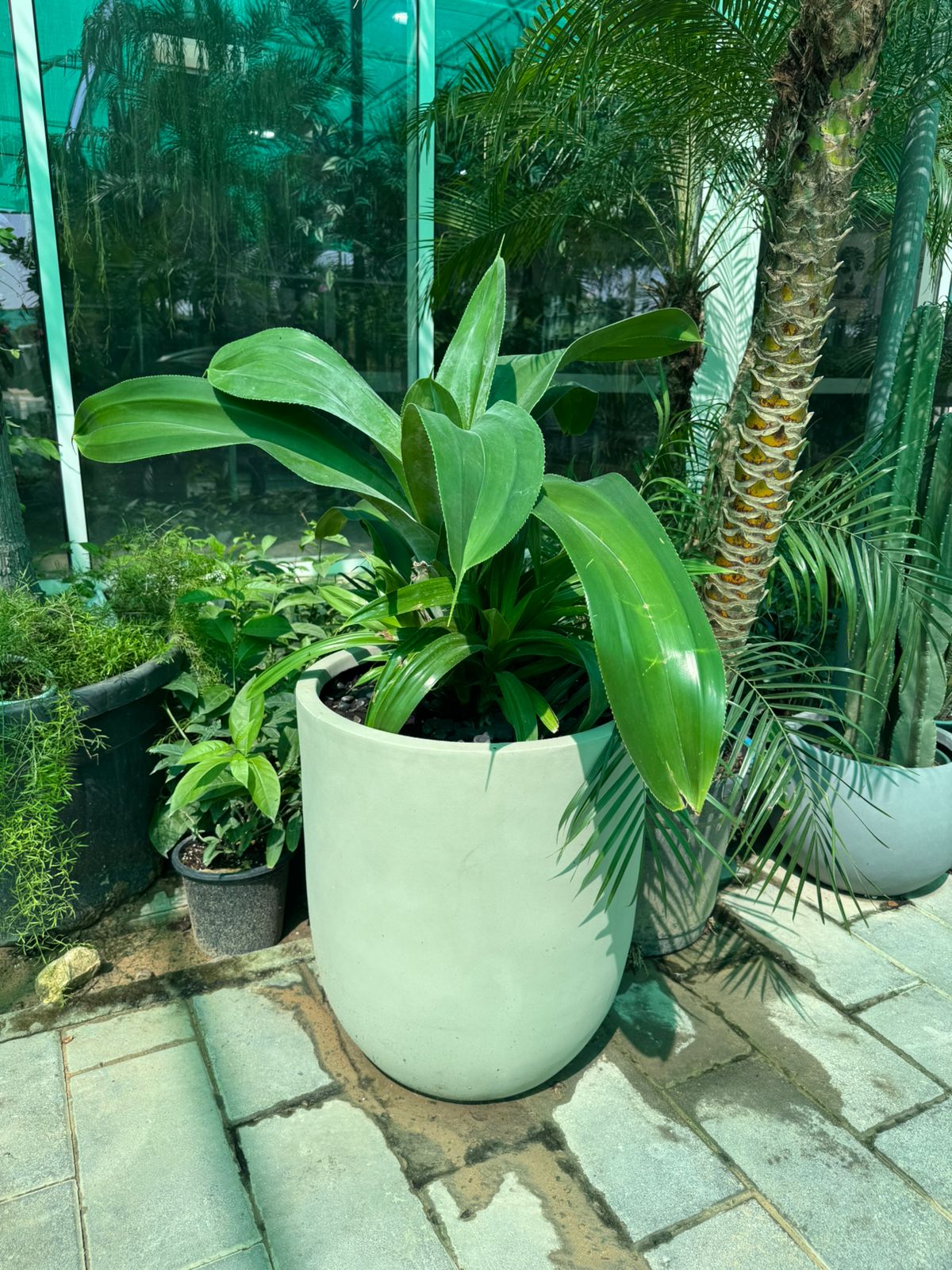 Agave - Fiber Pot