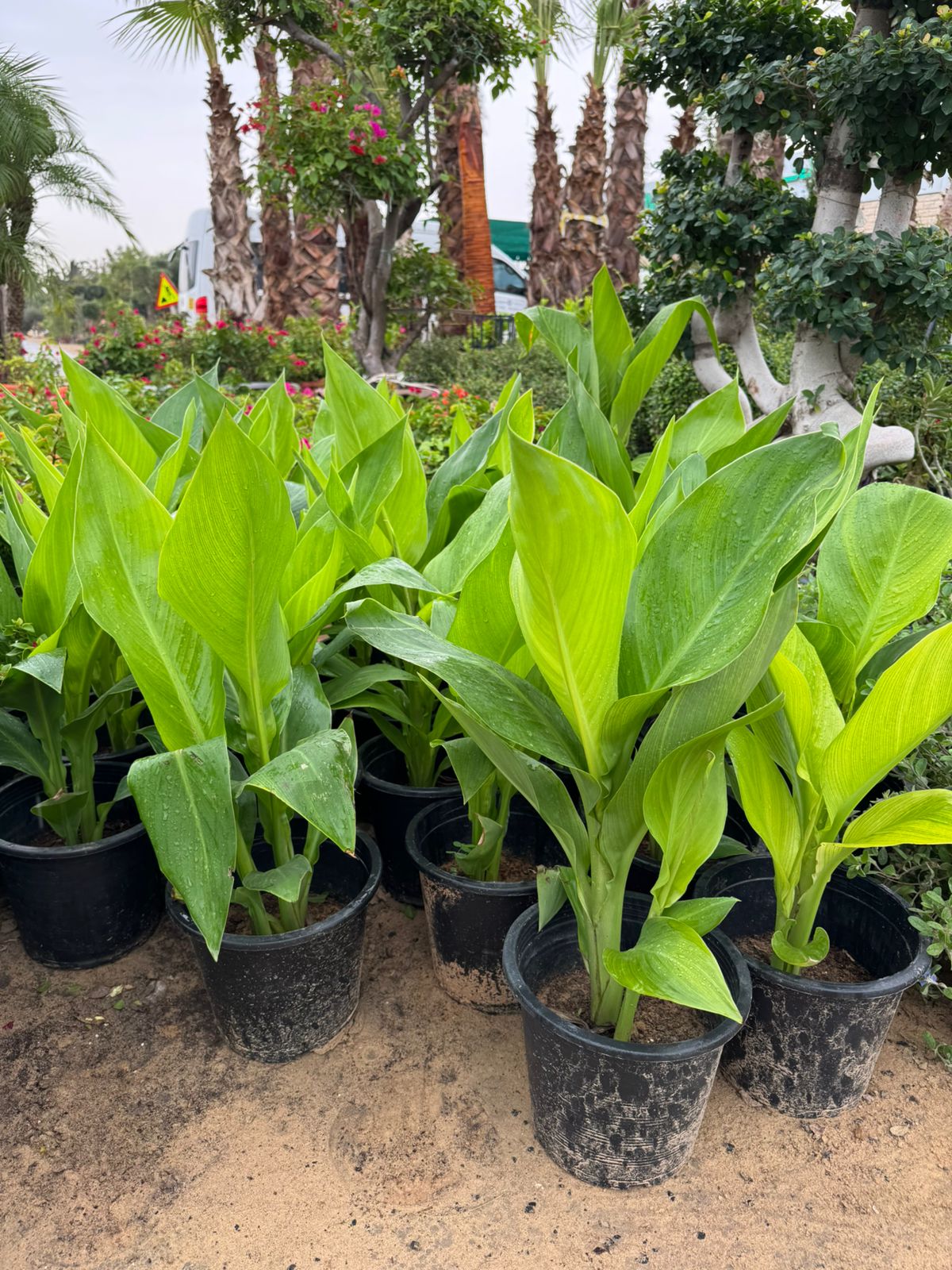 Canna Lily 2 Pcs - Nursery Pot
