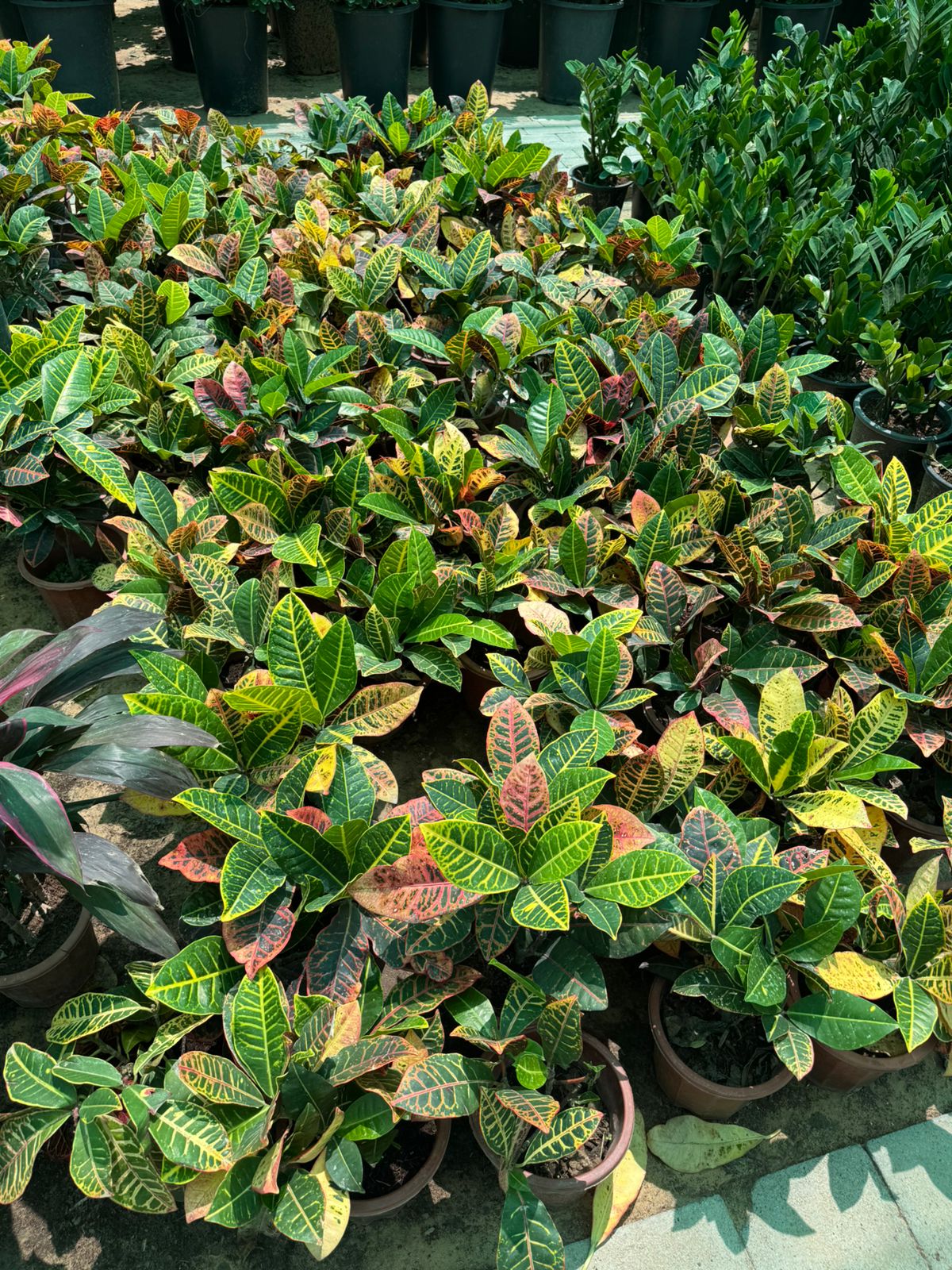 Croton - Nursery Pot