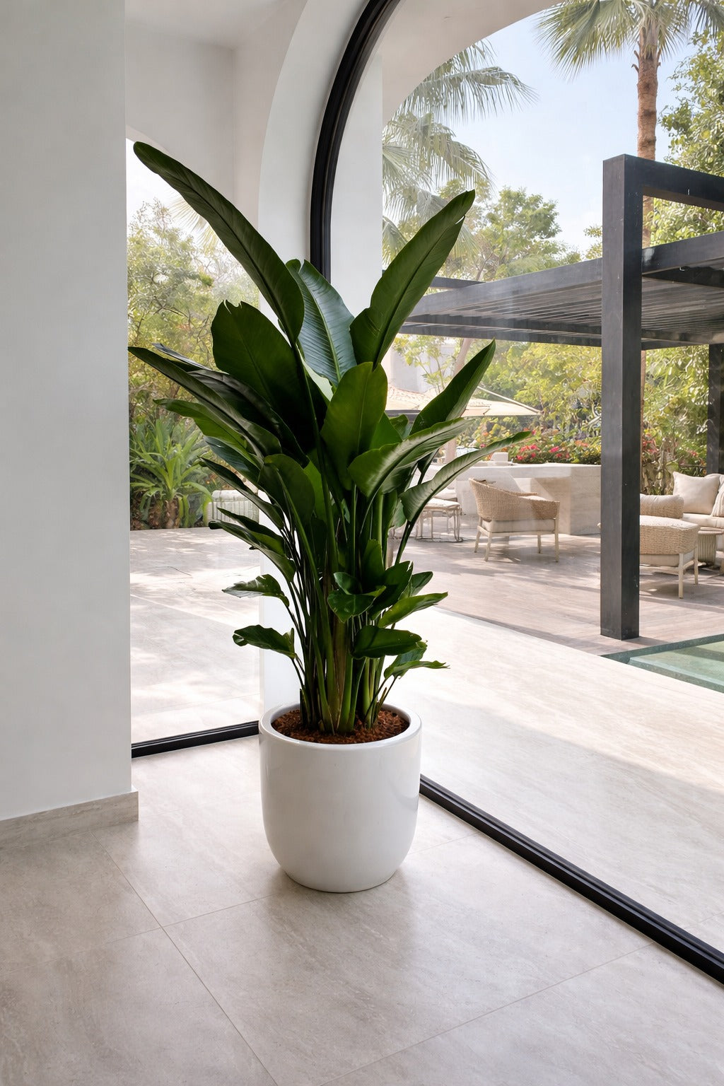 Bird of Paradise - Short Ceramic Pot