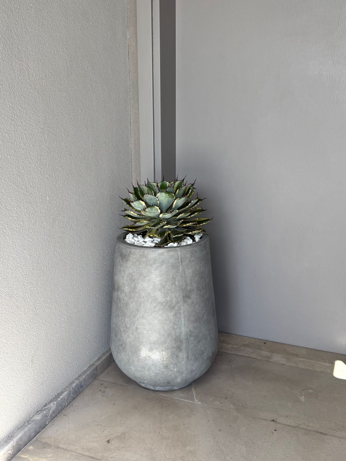 Cactus - Fiber Potted