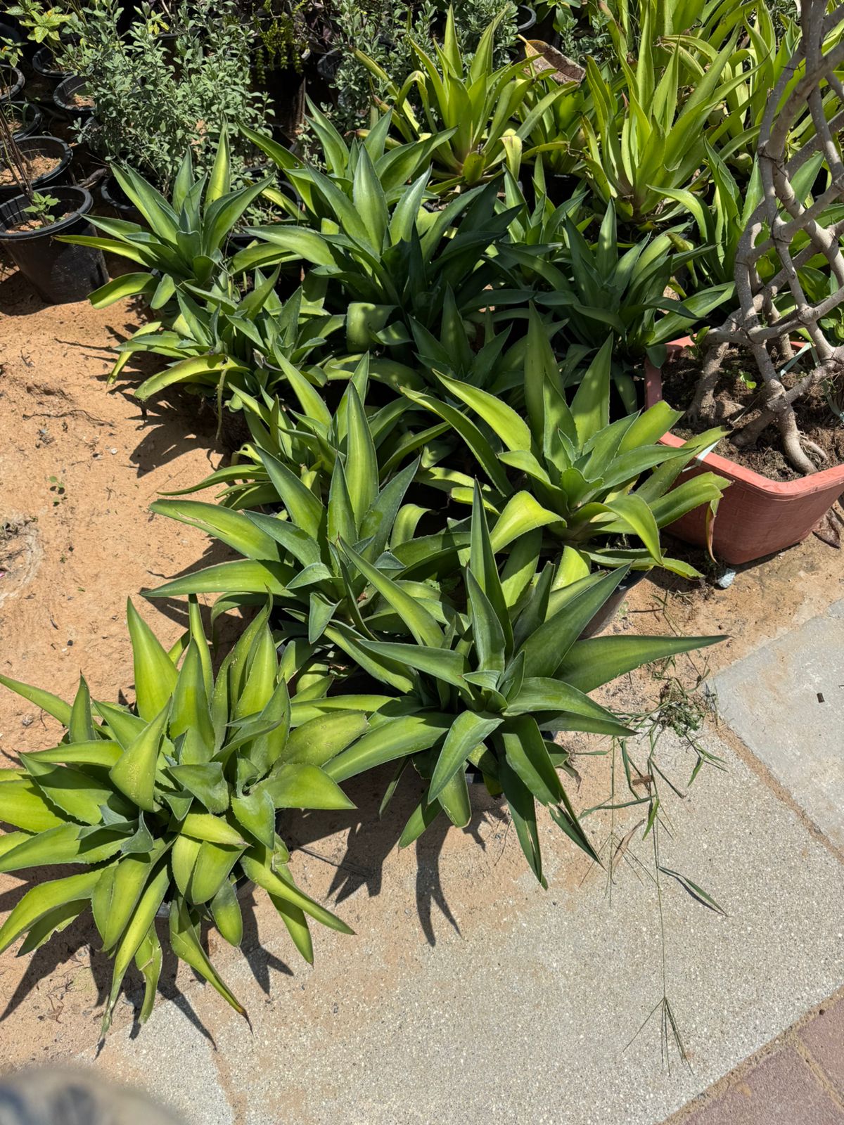 Agave - Nursery Pot (2PCS)