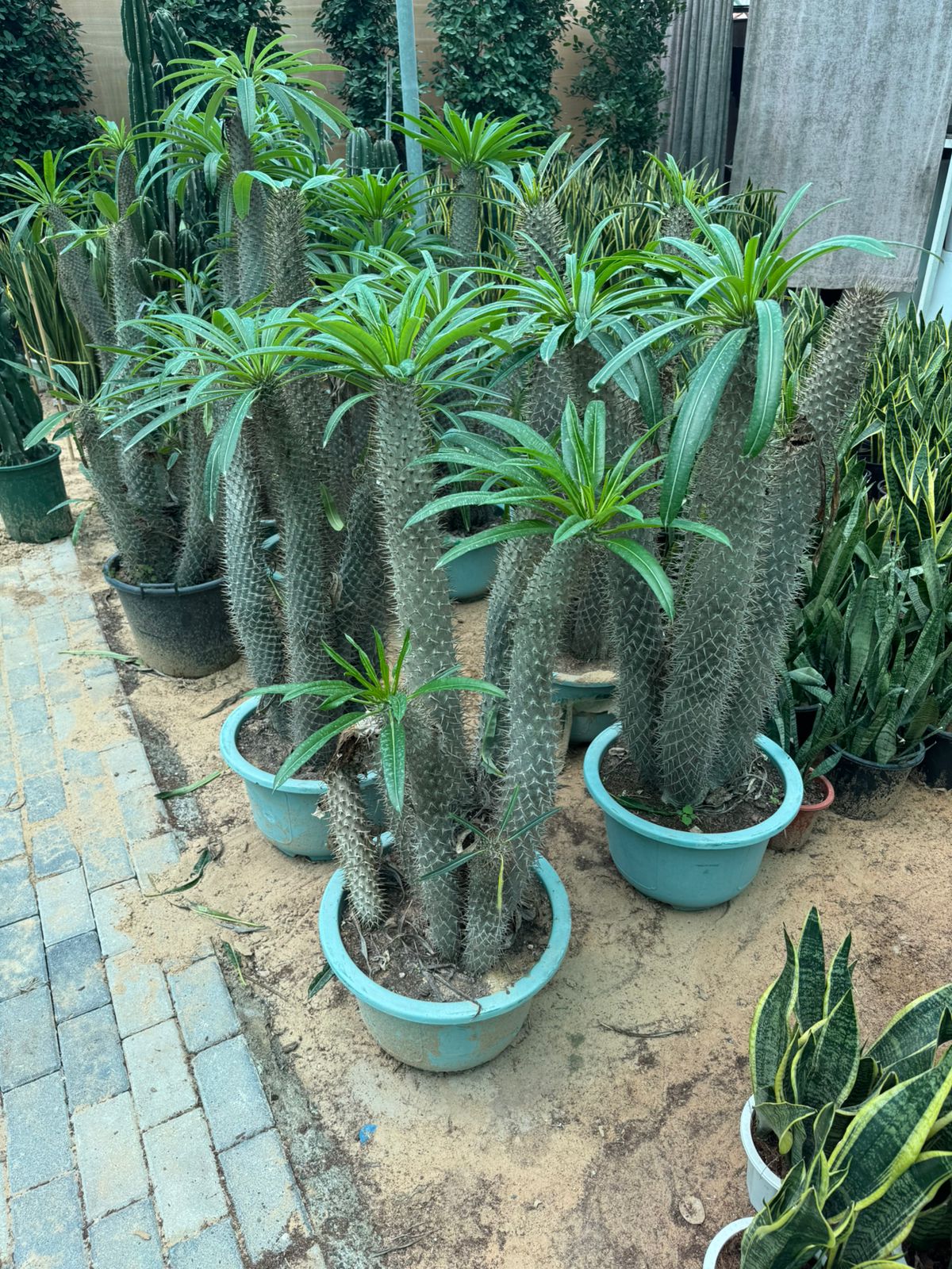 Cactus Madagascar Palm - Nursery Pot