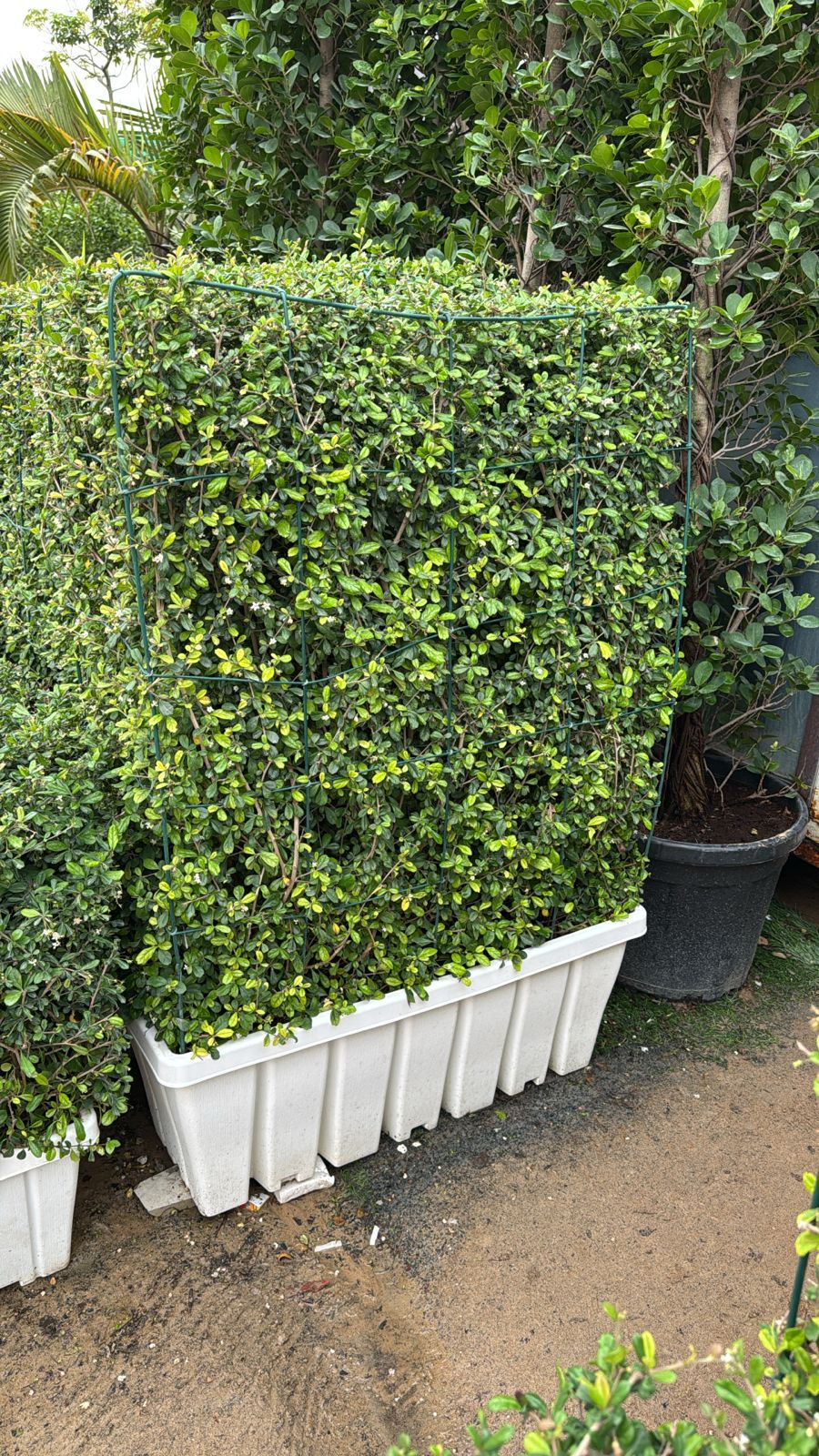 Erithea Hedge - Planter Box