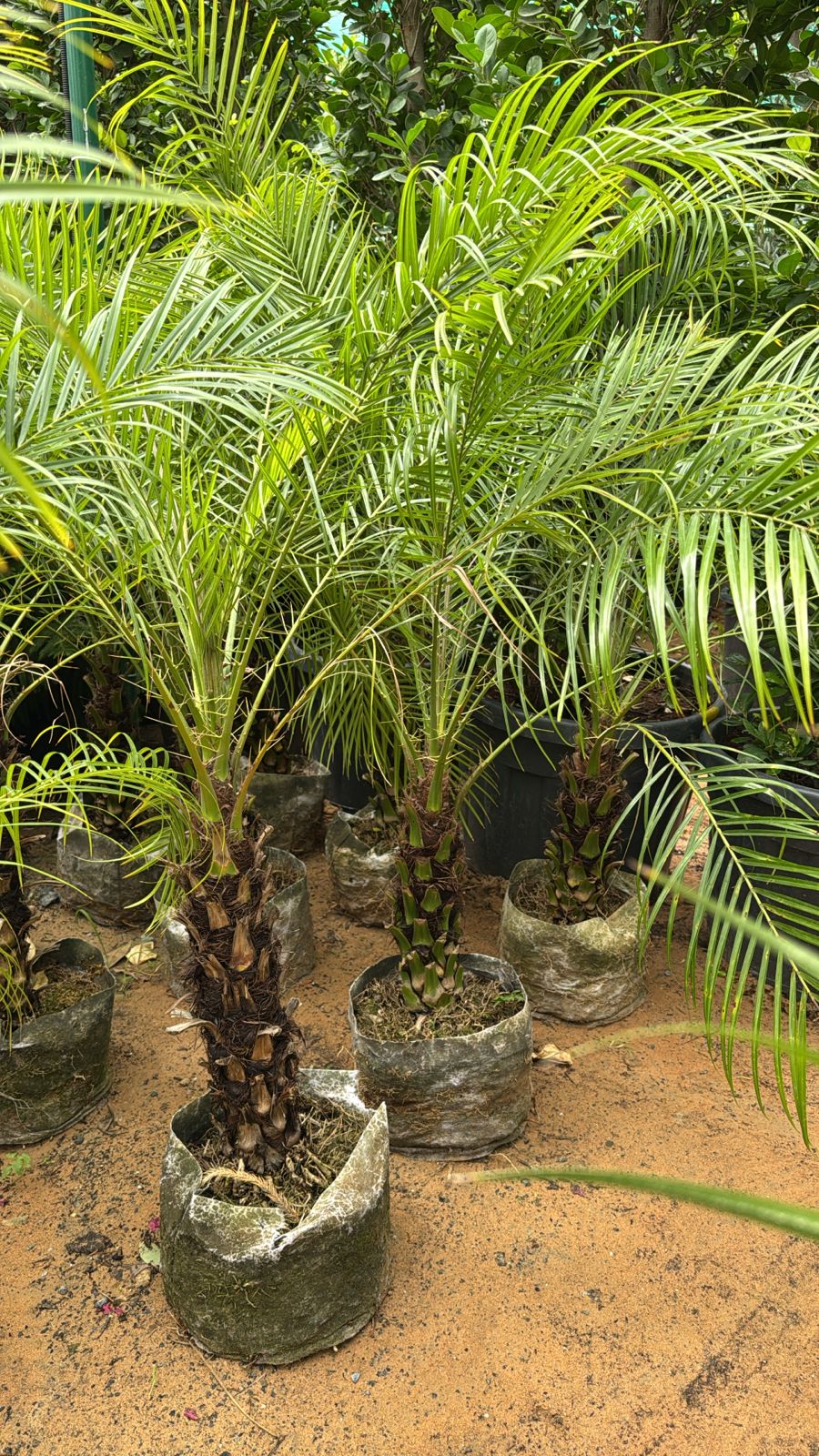 Phoenix Robelenii 1 Stem - Nursery Pot