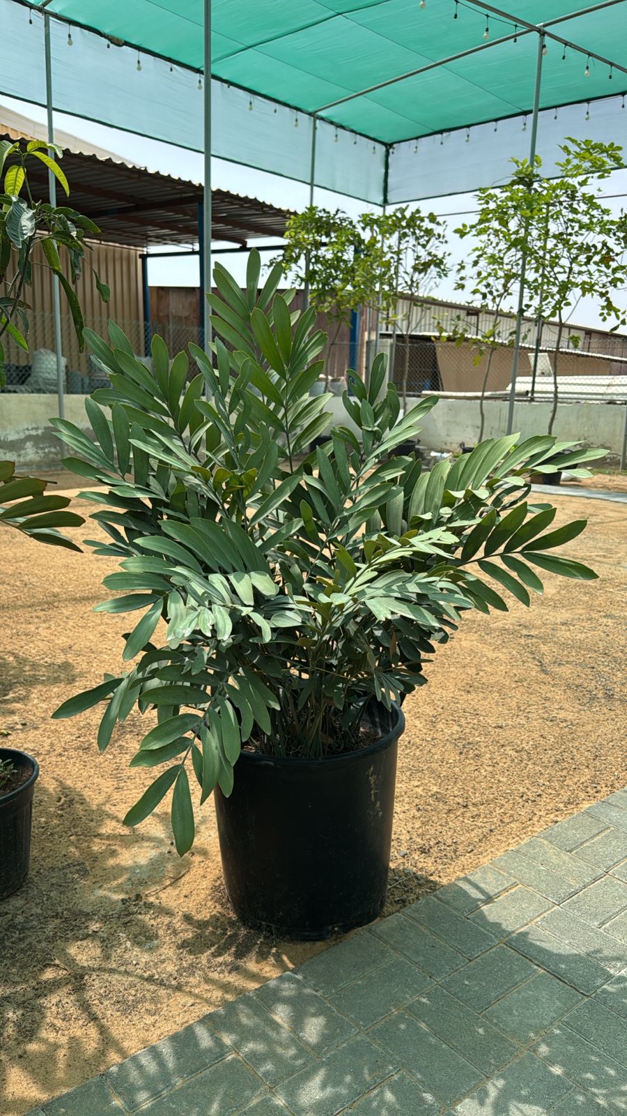 Zamia (Cardboard Palm) - Nursery Pot