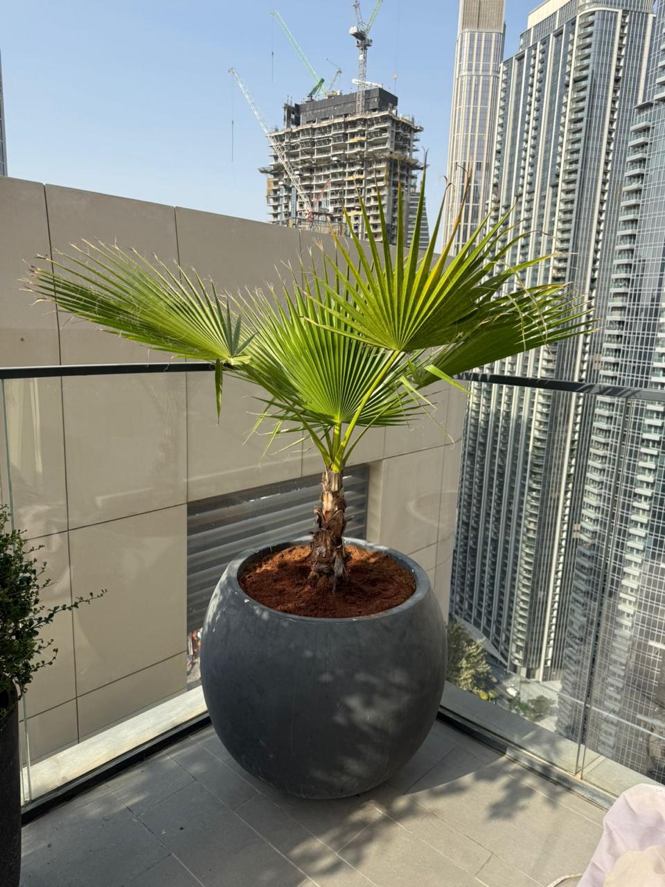 Washingtonia Palm - Fiber Potted