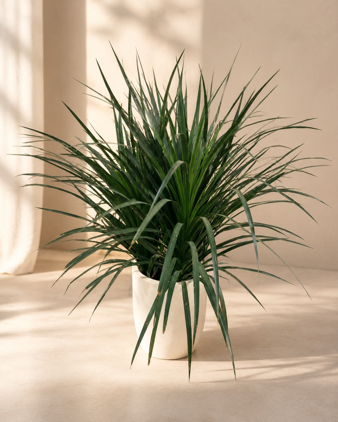 3 Stem Yucca - Fiber Potted