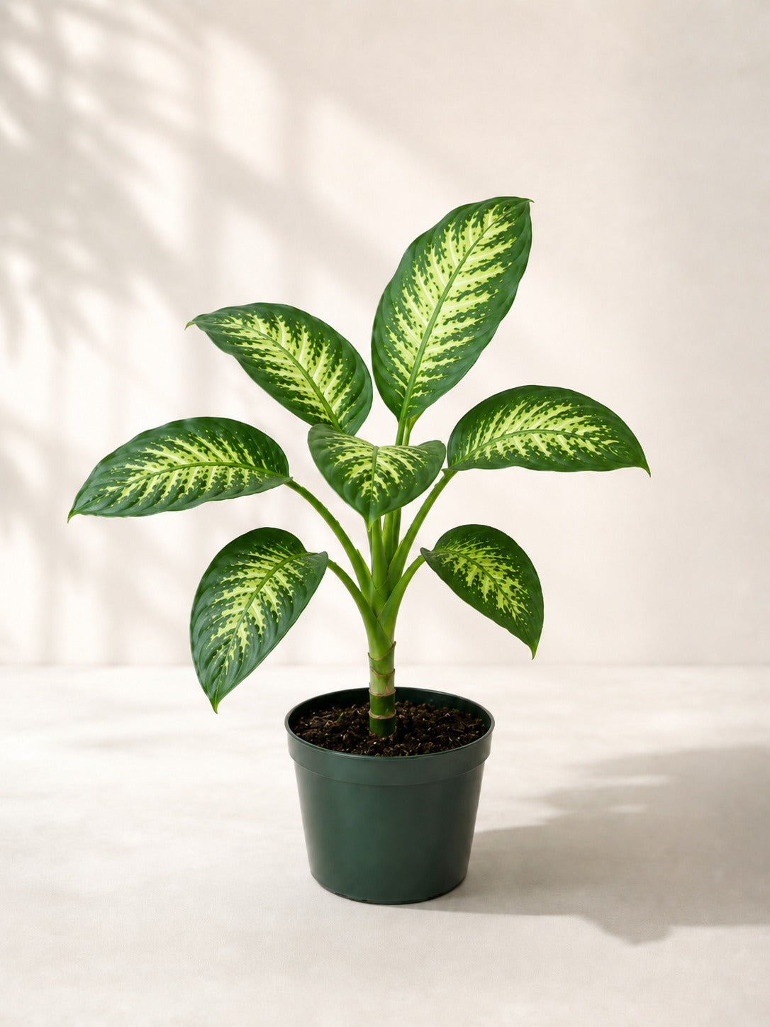 Dieffenbachia - Nursery Pot - Holland Quality