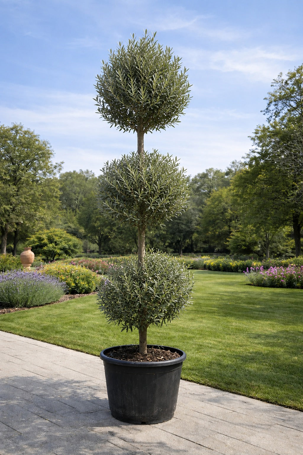 3 Step Olive - Nursery Pot