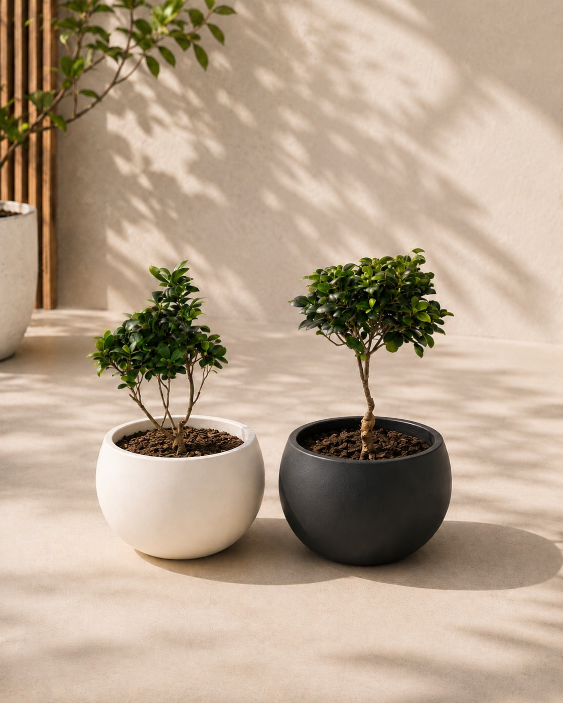 Bonsai Bundle - Fiber Pots - PROMOTION