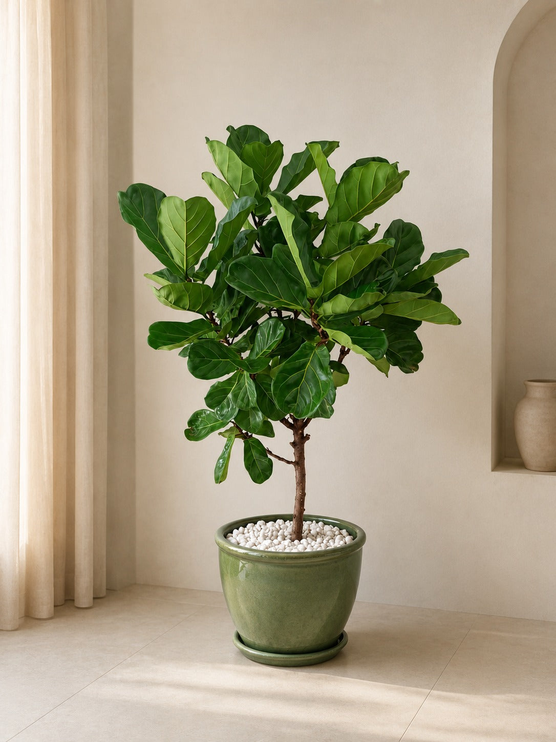 Fiddle Tree 150-180CM - Terracotta Pot