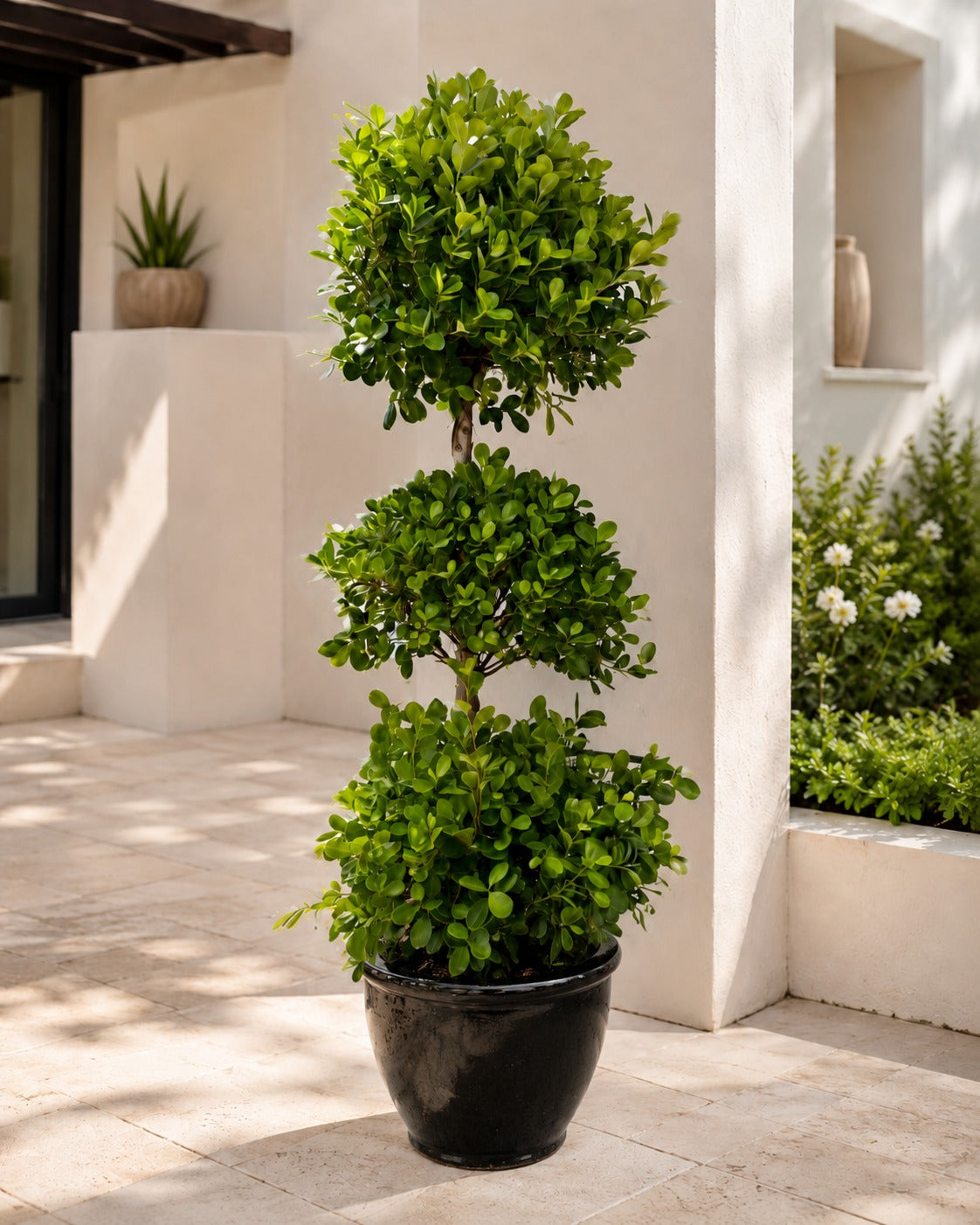 Triple Head Ficus - Terracotta Potted - PROMOTION