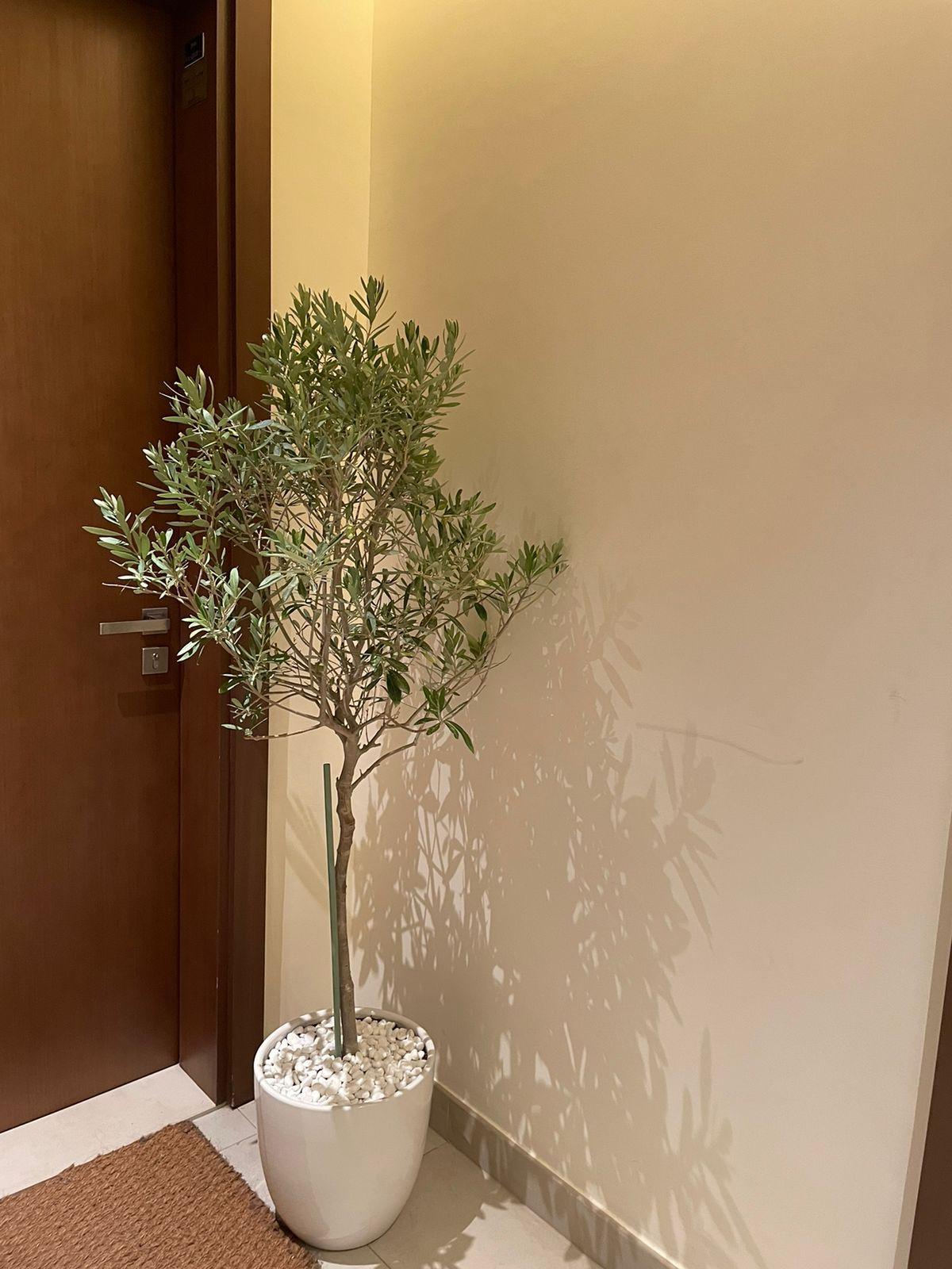 Olive Tree - Promotion