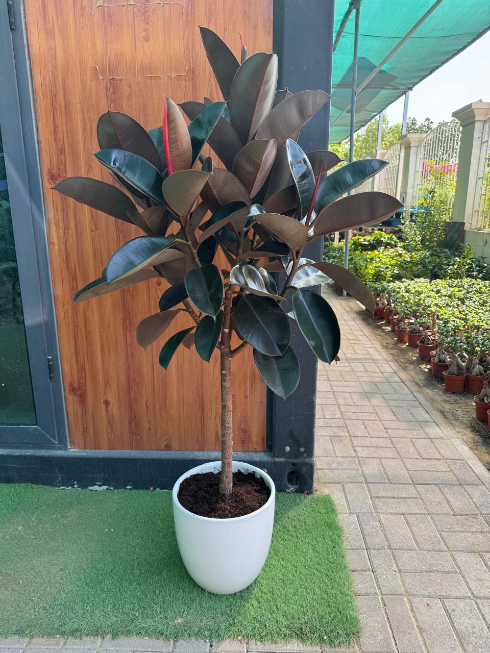 Rubber Tree - 120-150CM