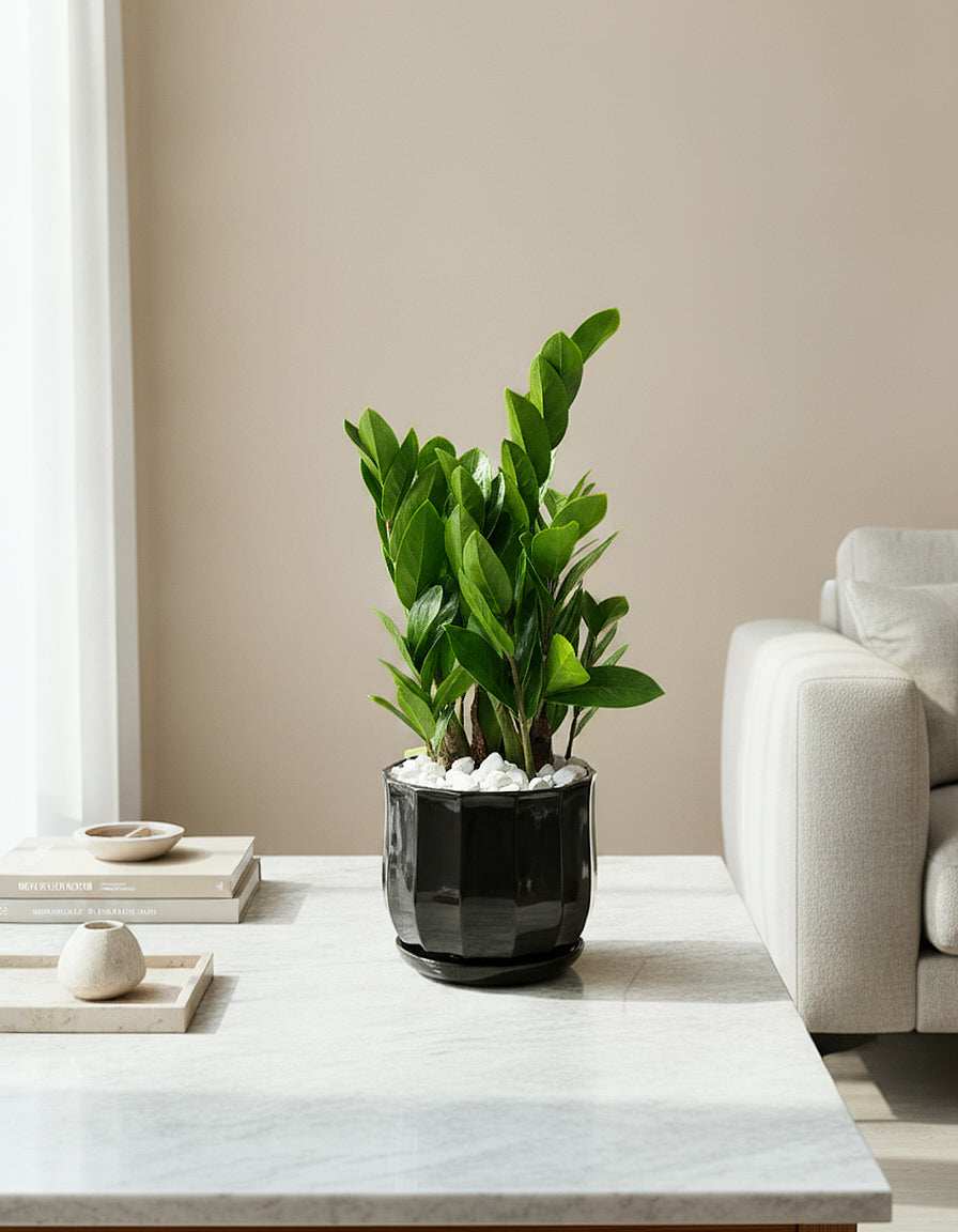 ZZ Plant - Table Top