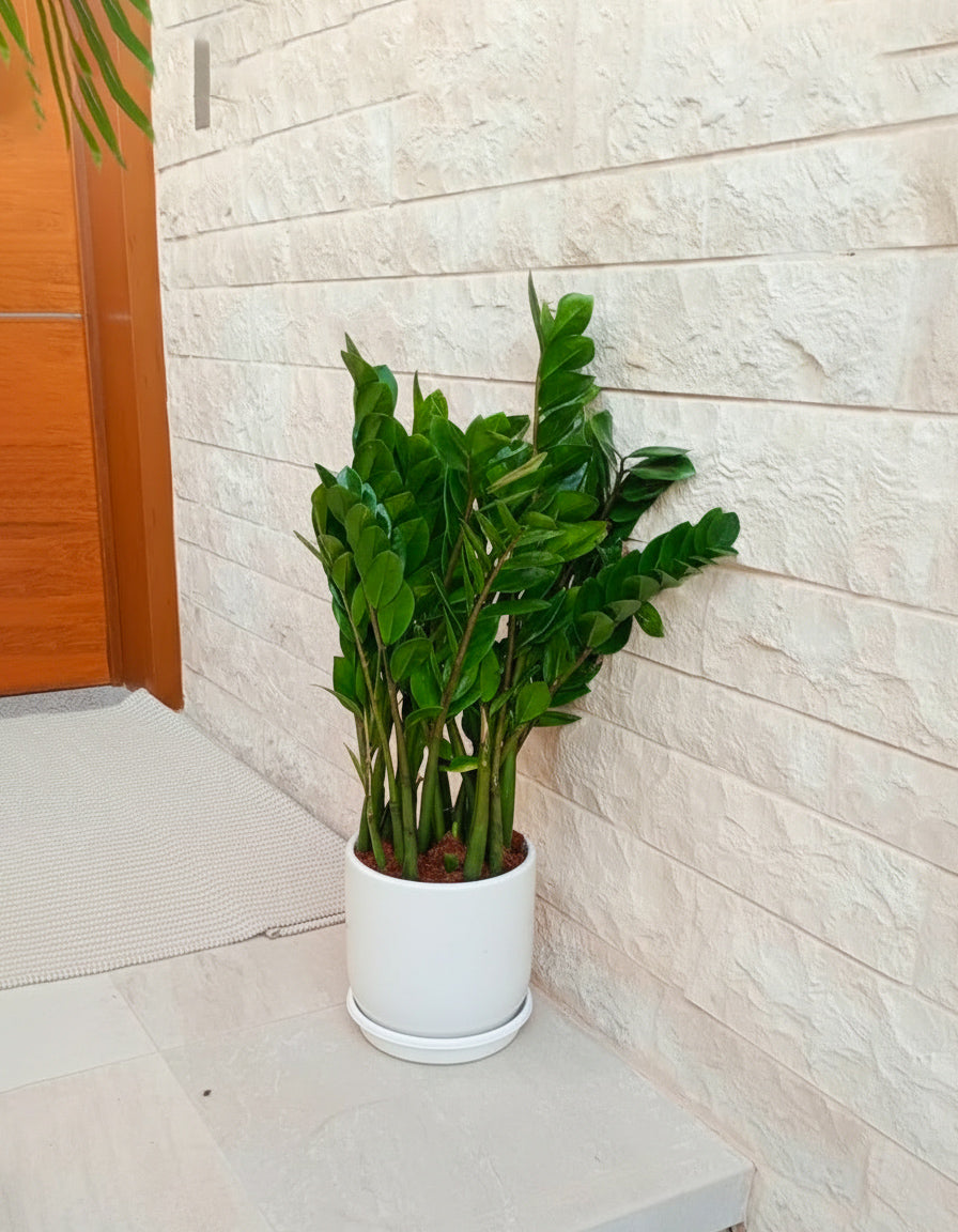 ZZ Zamia - Short Ceramic Pot