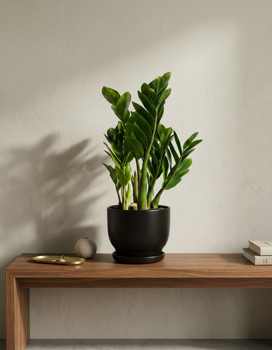Zamia - Ceramic Pot