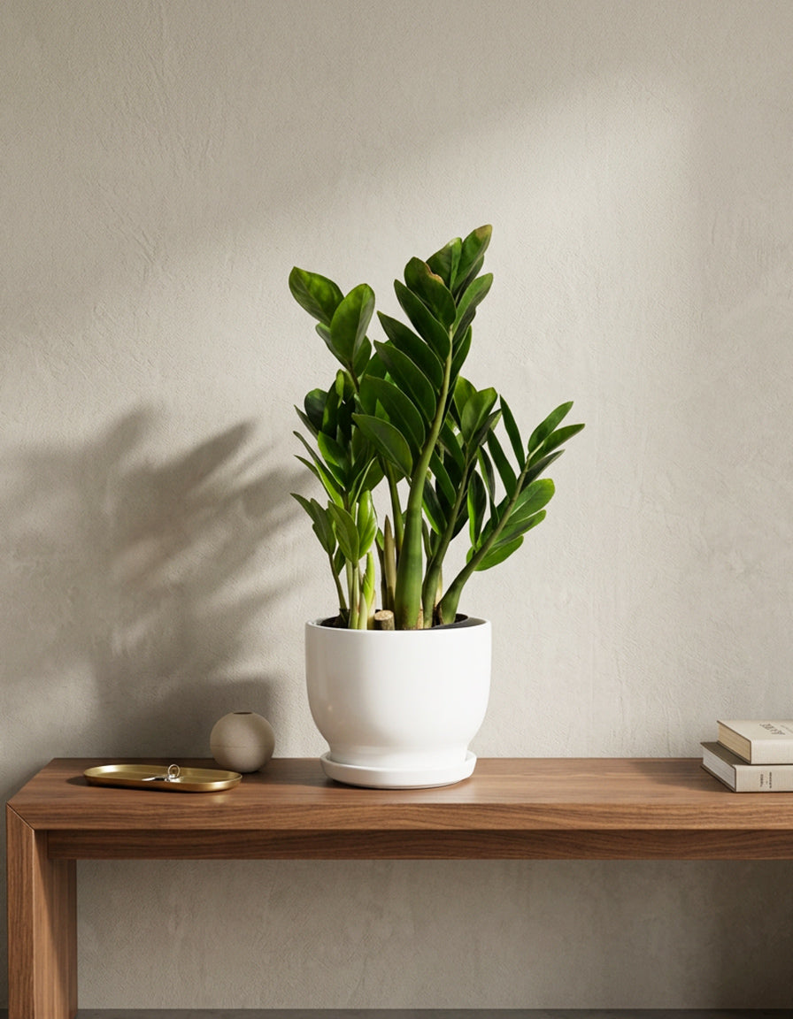Zamia - Ceramic Pot