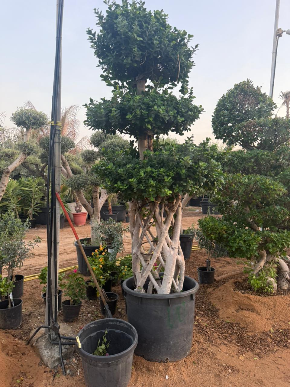 Bonsai - Cylinder Cage Design Trunk - 2.1-2.3M