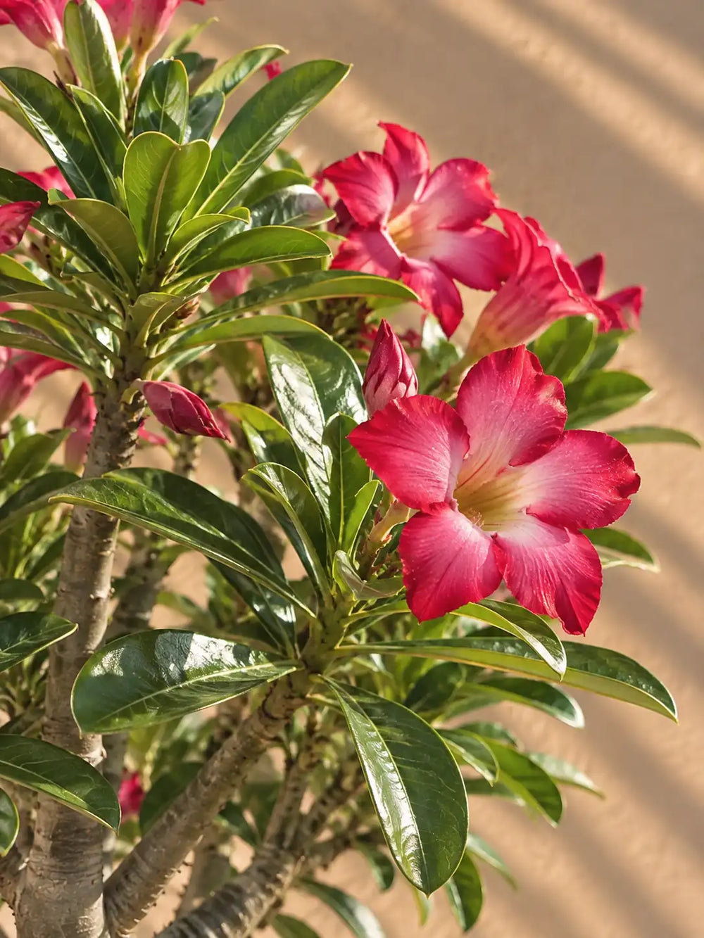 Desert Rose — Adenium Obesum