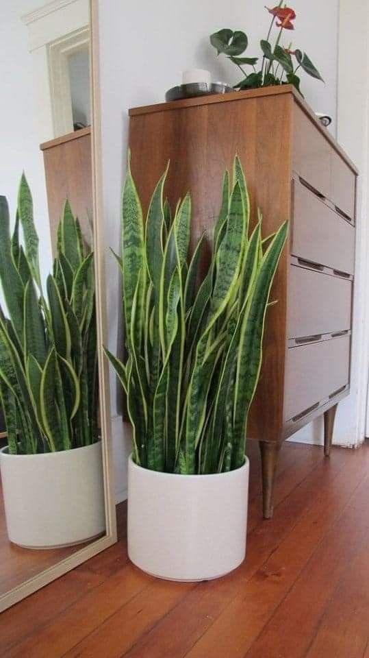 bushy snake plant Snake Plant Bushy