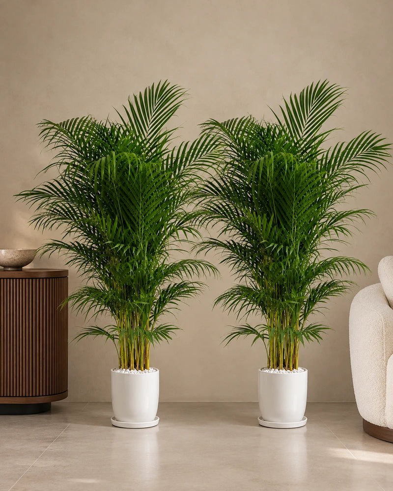 Two Areca Palms in white glossy pots with saucers