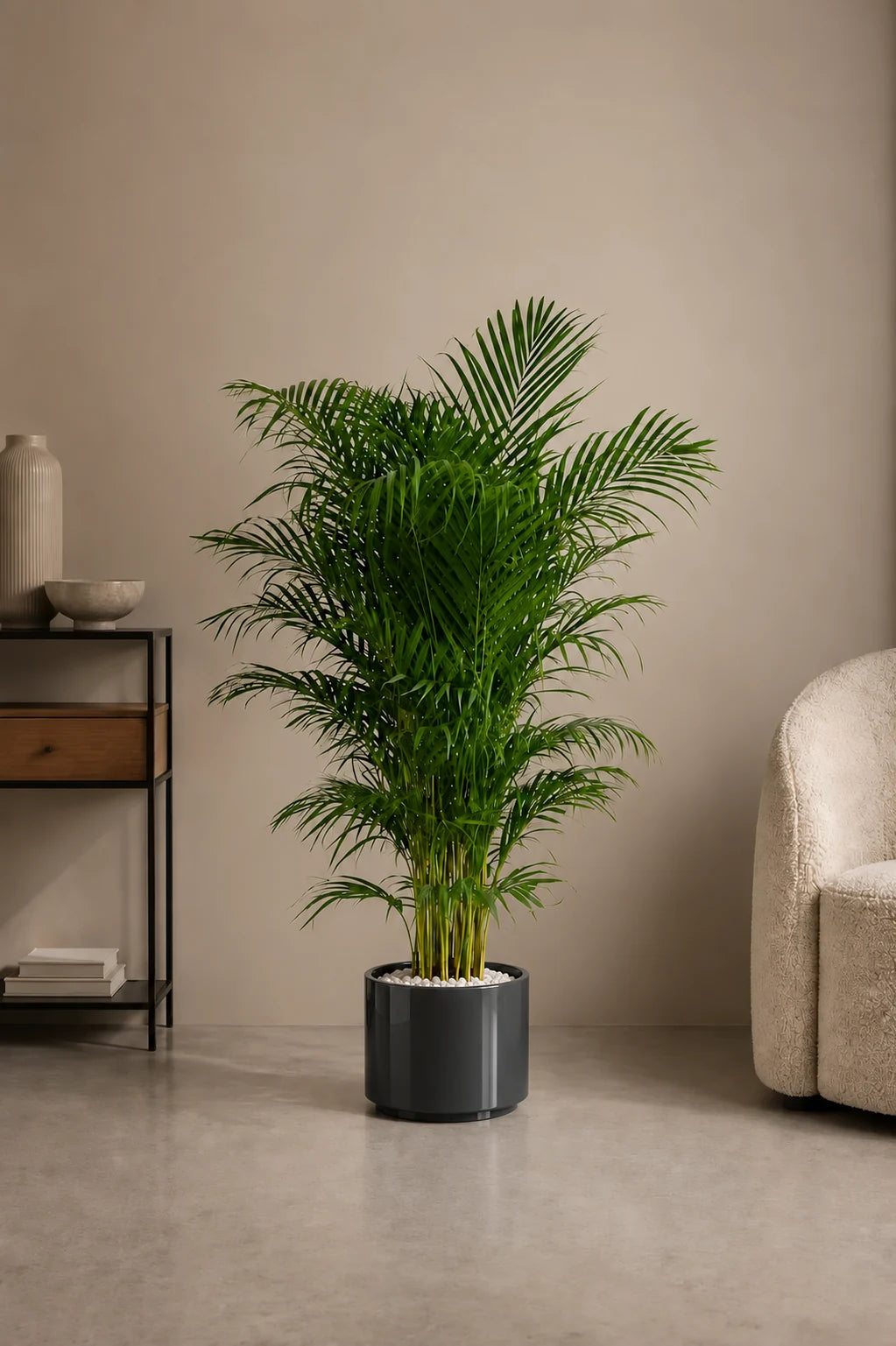 Areca Palm