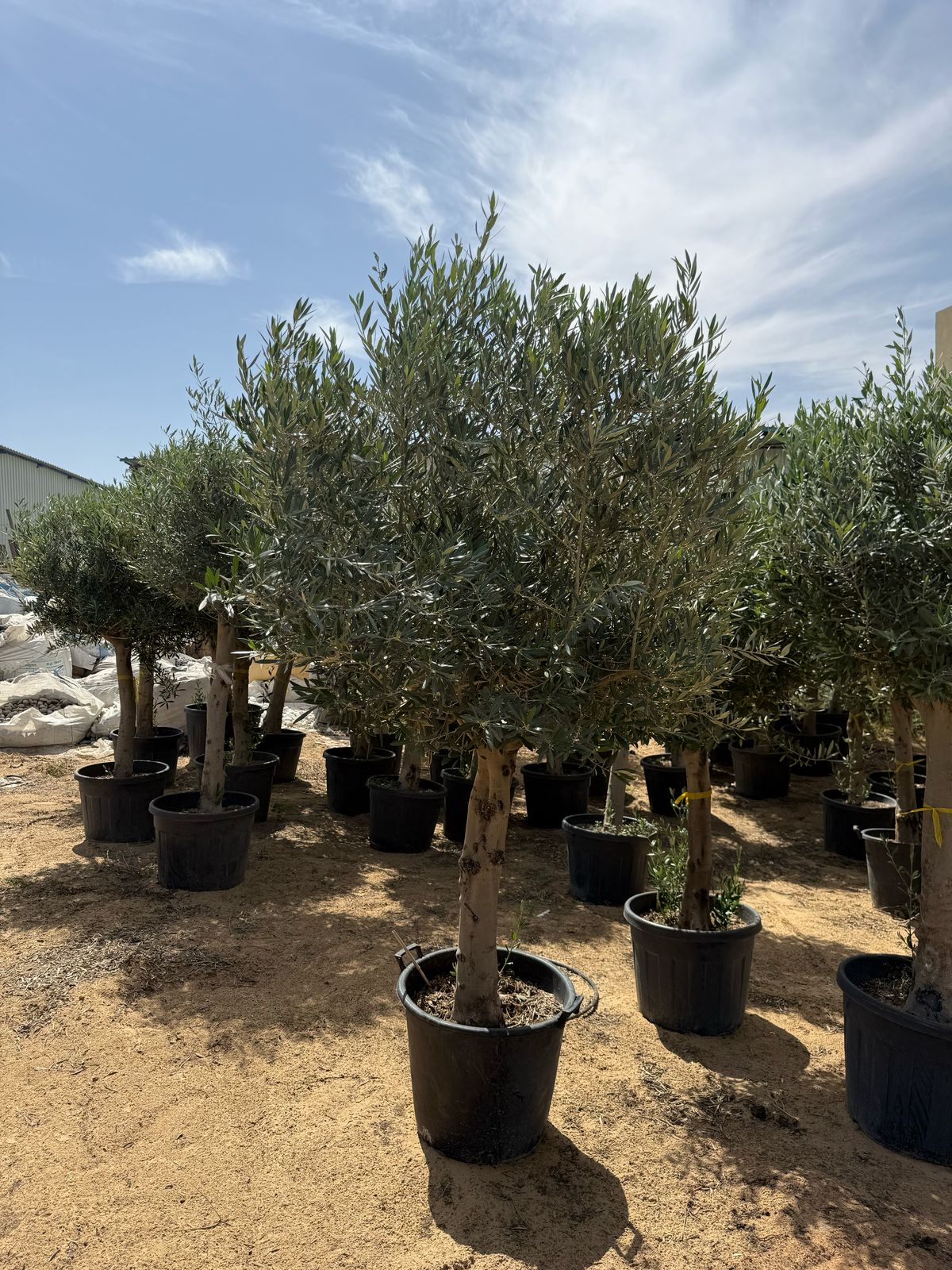 Bushy Tall Olive Tree