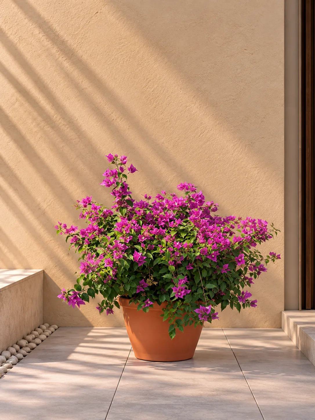 Flower colour: Purple