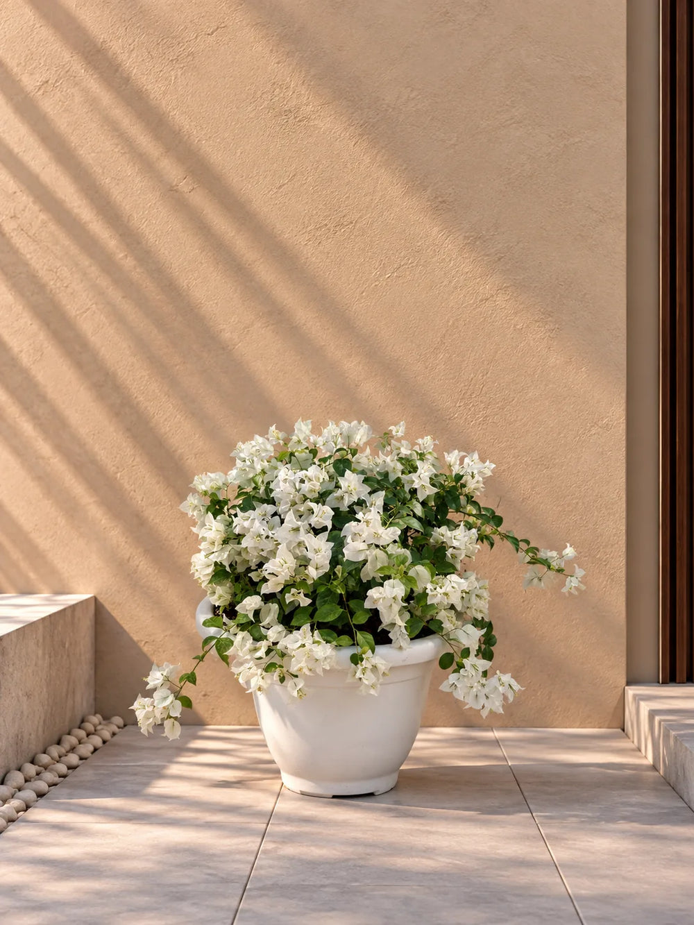 Bougainvillea Bush