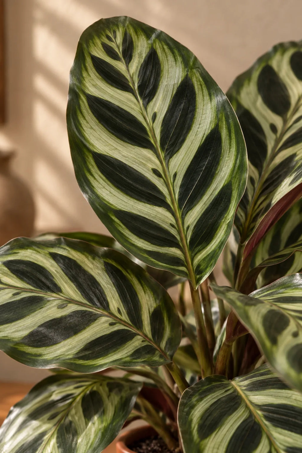 Calathea