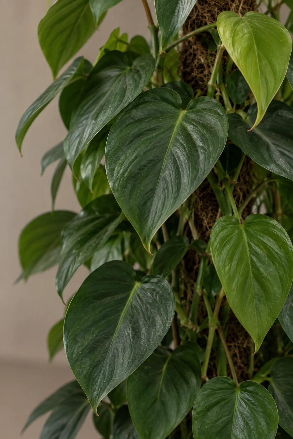 Money Plant — Heartleaf Philodendron