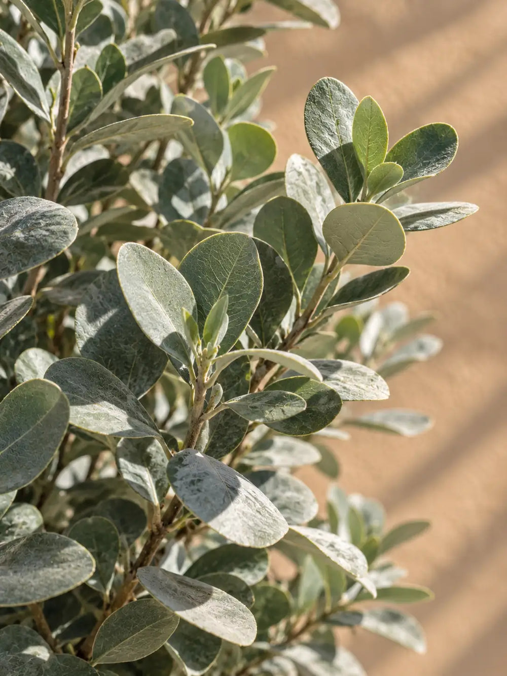 Silver Damas - Conocarpus Erectus