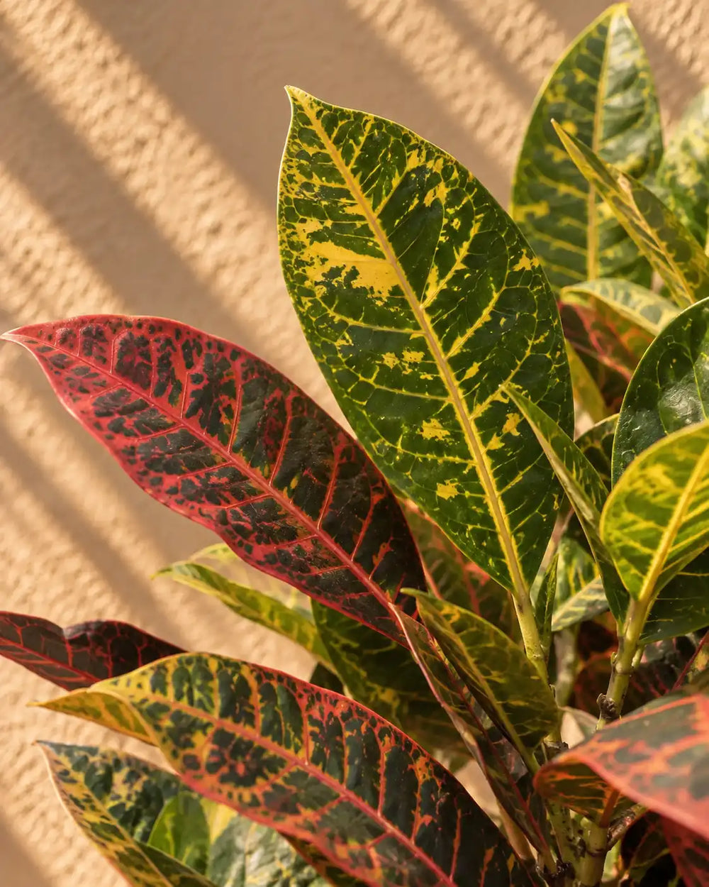 Croton — Codiaeum Variegatum